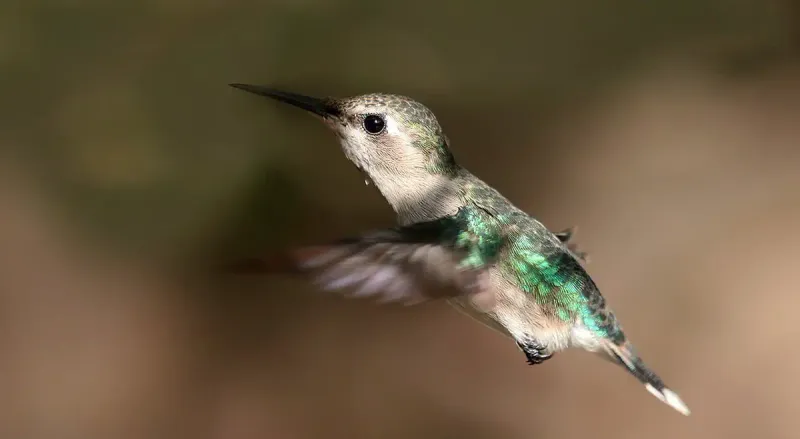 Bee Hummingbird's Energy Efficiency