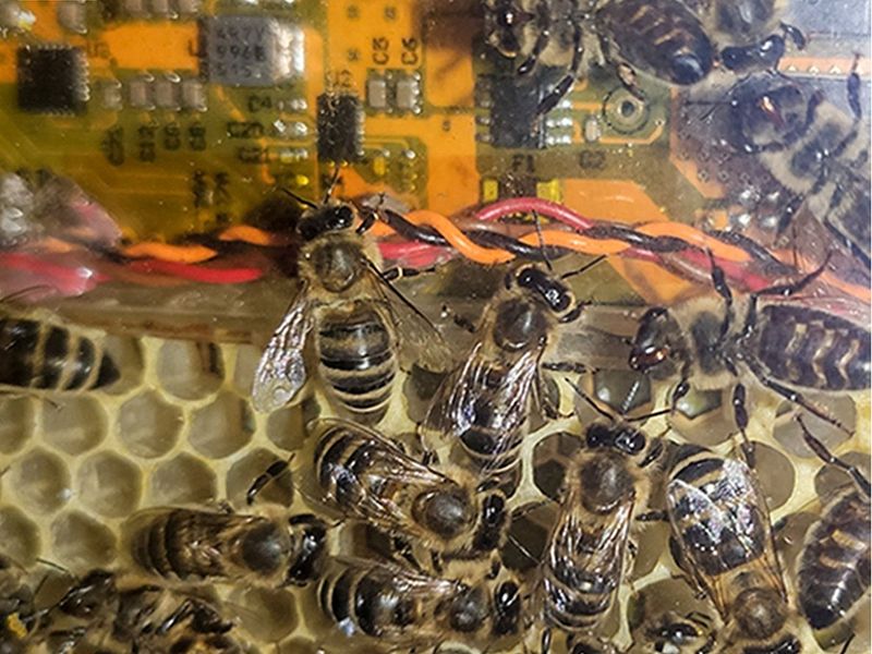 Beehive-Inspired Collaborative Robotics