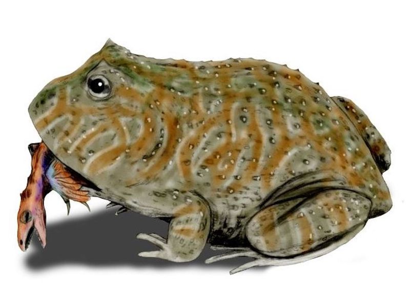 Beelzebufo ampinga