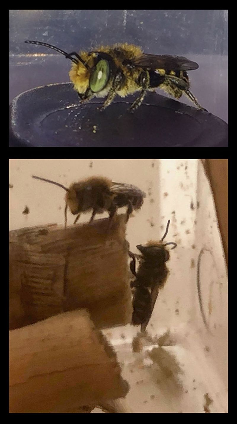 Bees in Space