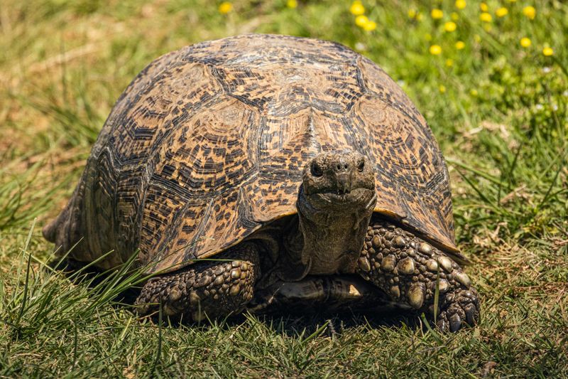 Behemoth the Leopard Tortoise