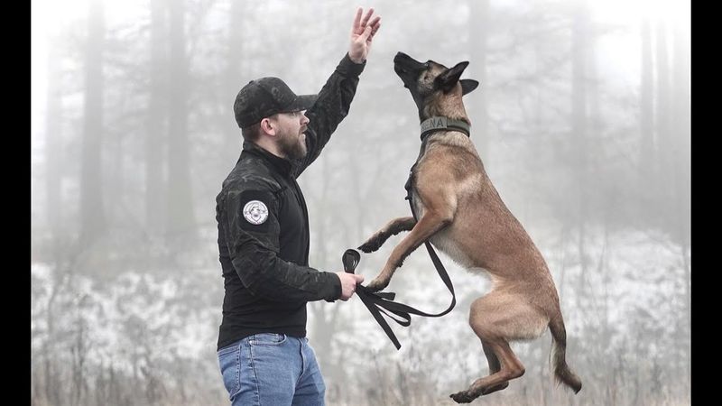 Belgian Malinois