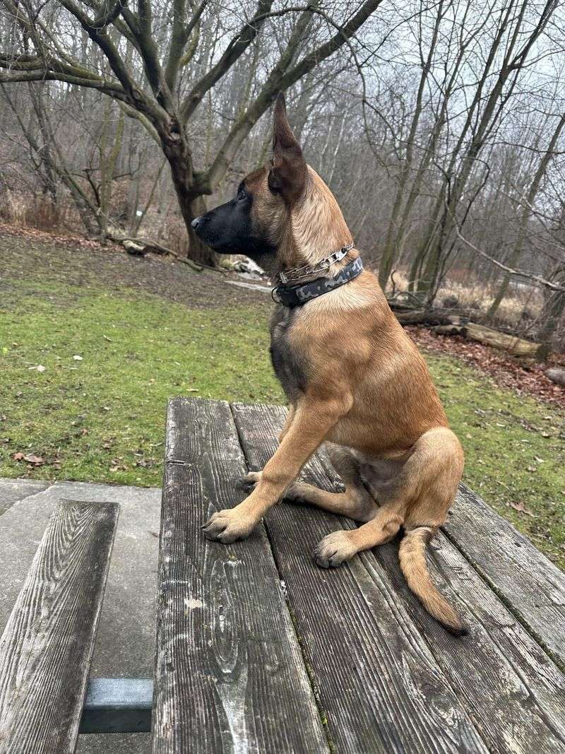 Belgian Malinois