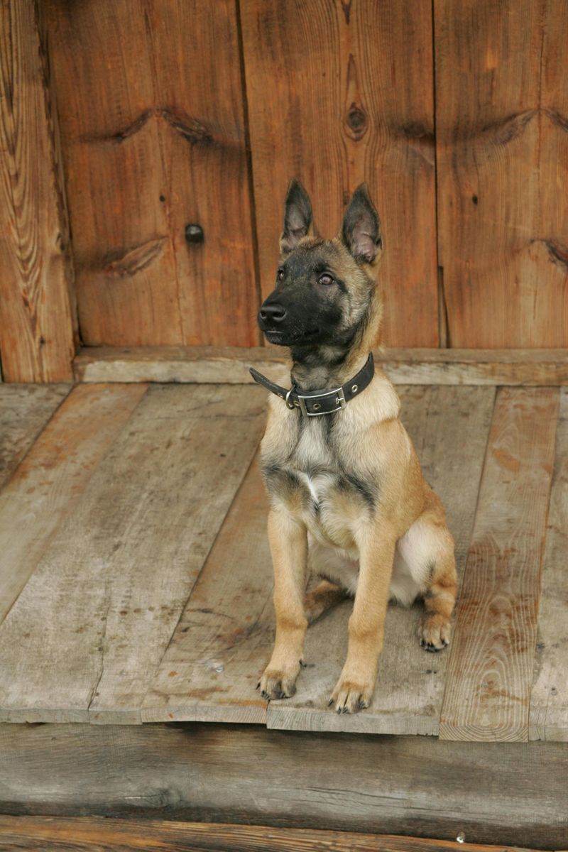 Belgian Malinois