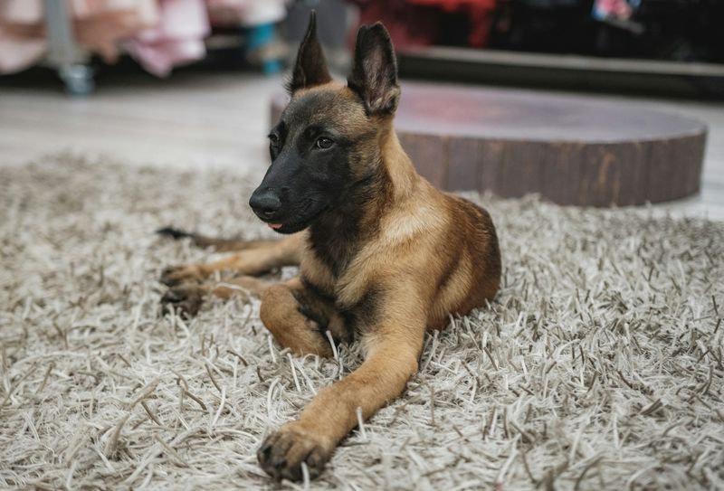 Belgian Malinois