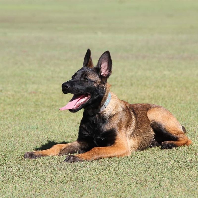 Belgian Malinois