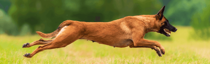 Belgian Malinois