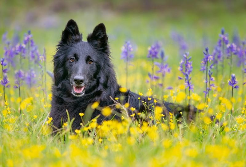 Belgian Sheepdog