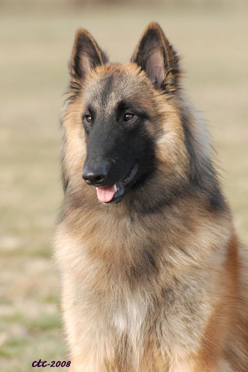 Belgian Tervuren