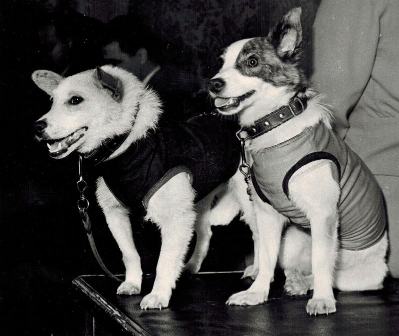 Belka and Strelka