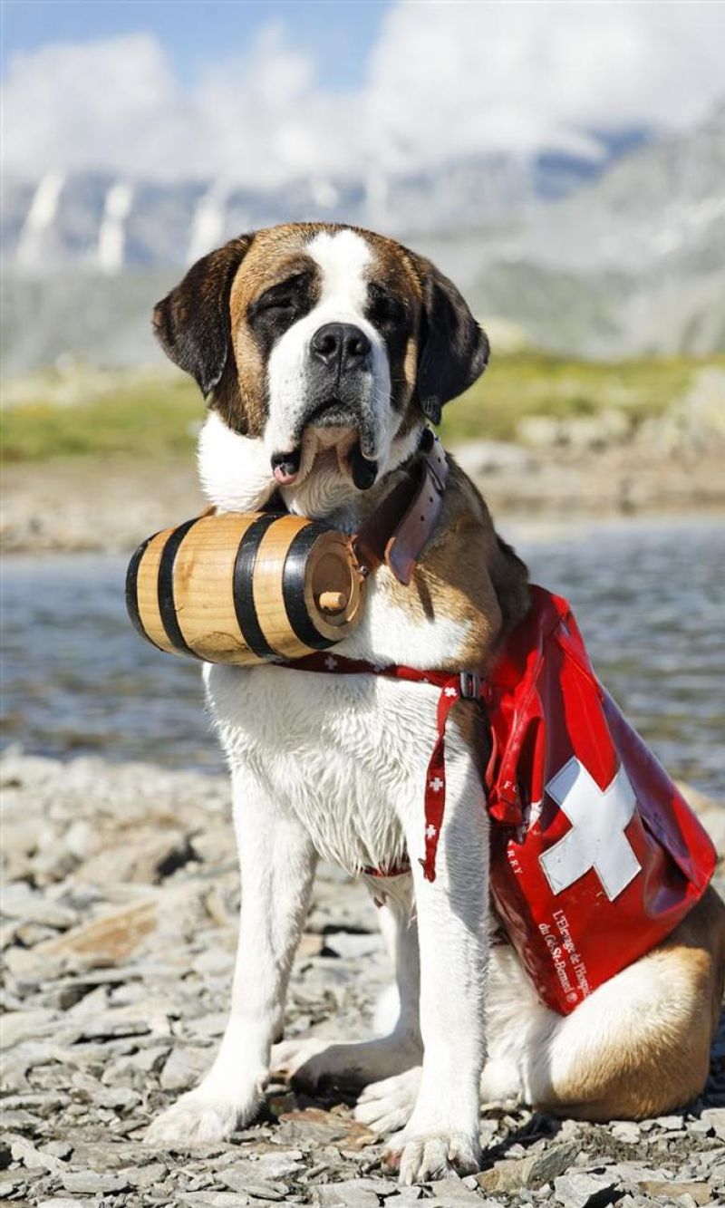 Bella the Avalanche Rescuer