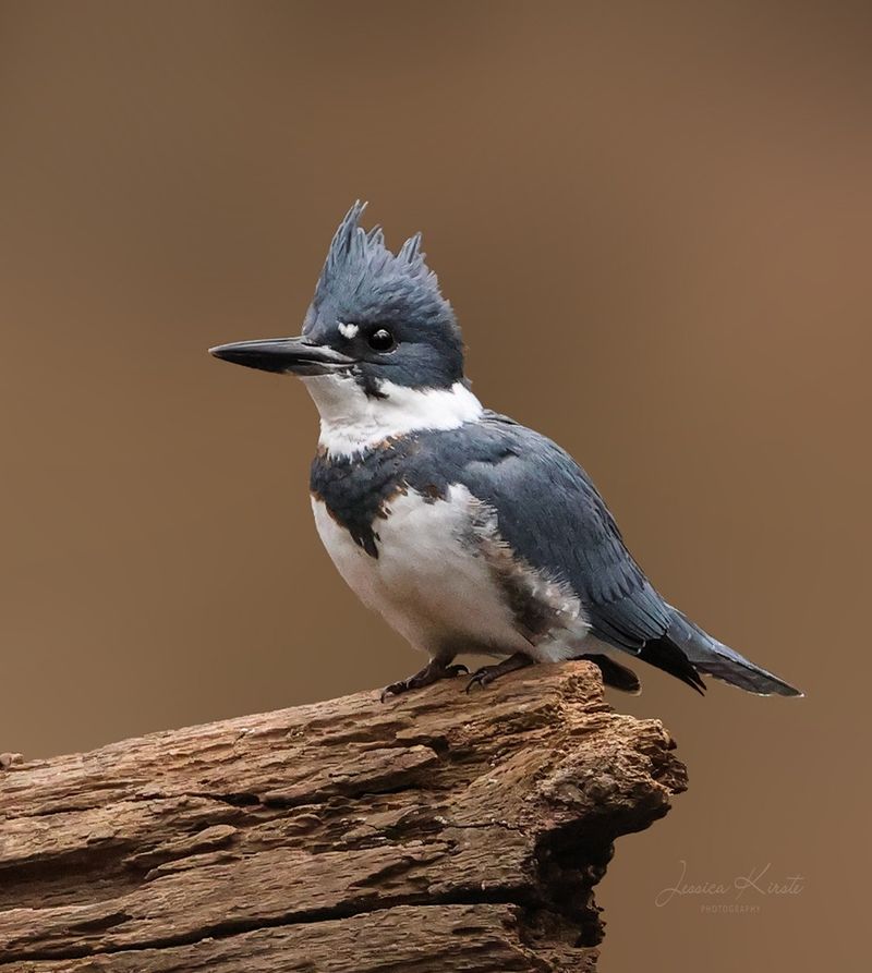 Belted Kingfisher