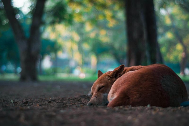 Beneath a Shady Tree