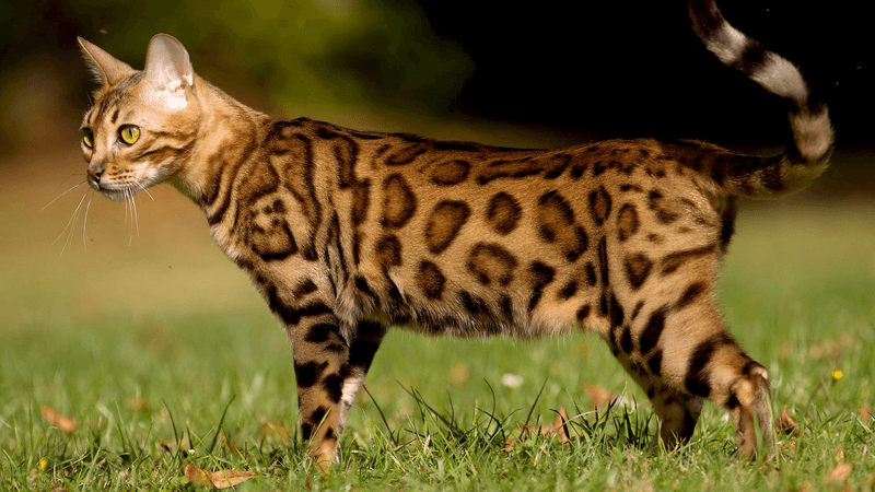 Bengal