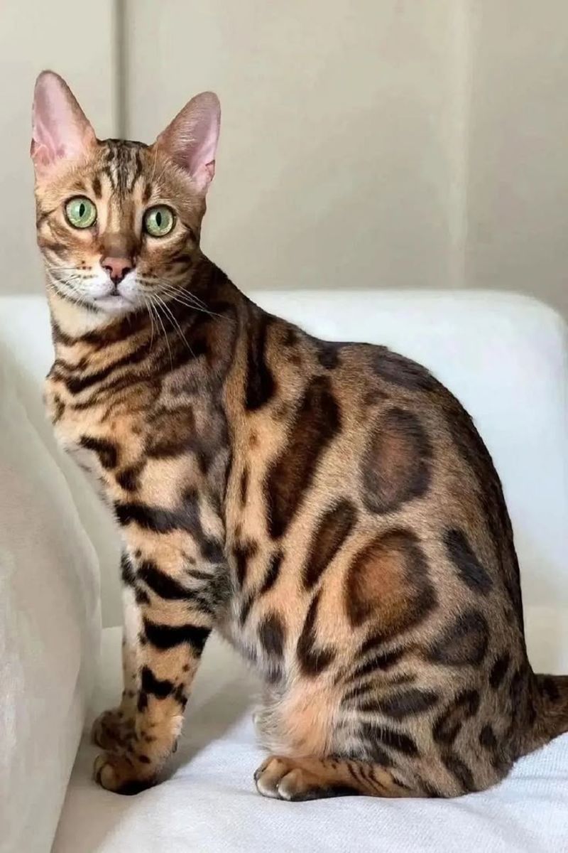 Bengal