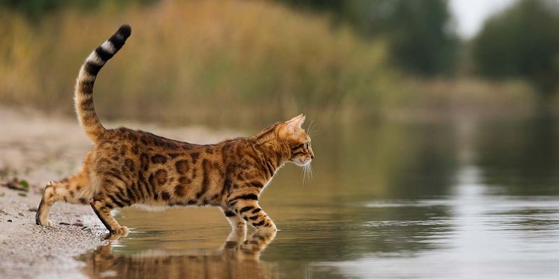 Bengal