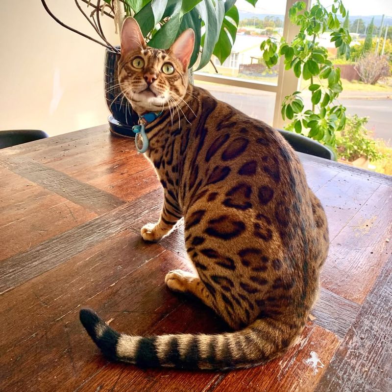 Bengal