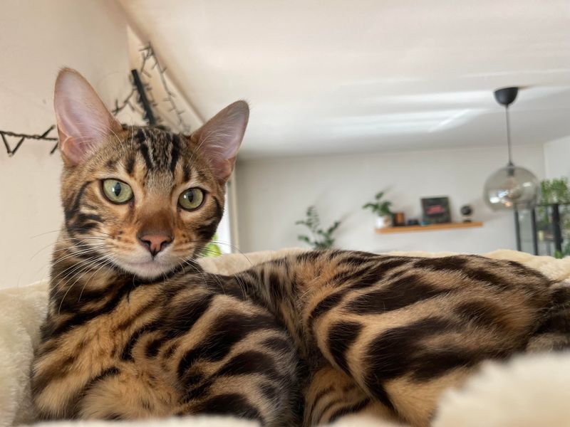 Bengal