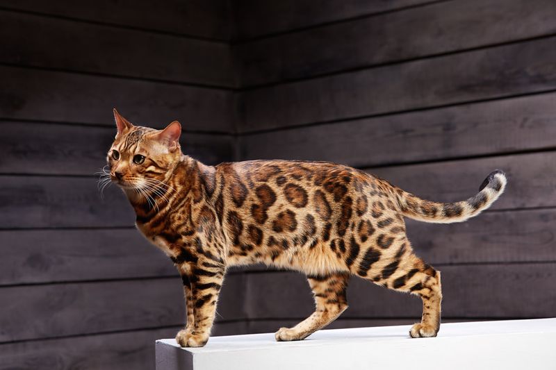 Bengal Cat