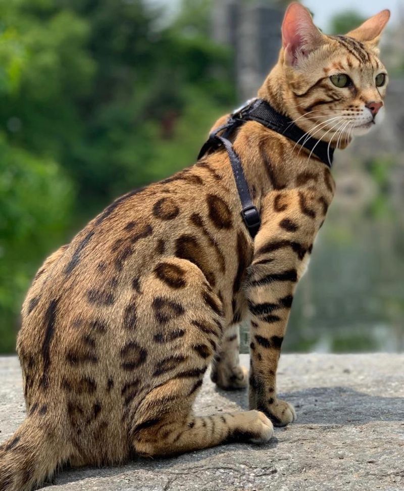 Bengal Cat