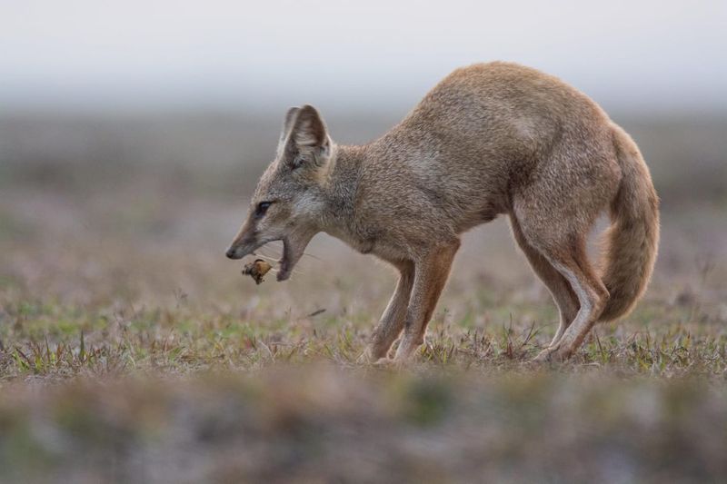 Bengal Fox