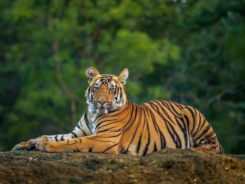 Bengal Tiger