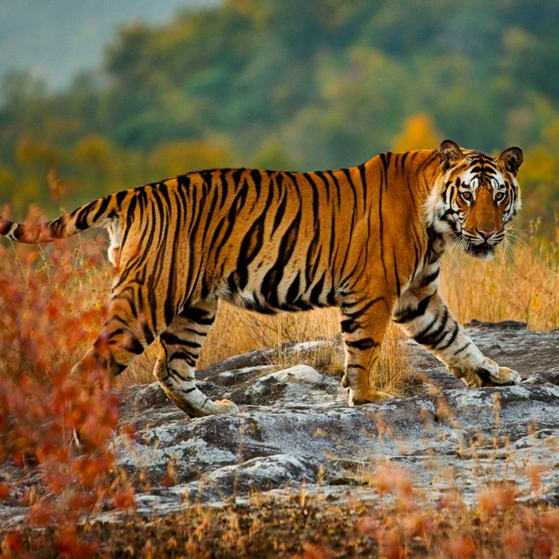 Bengal Tiger