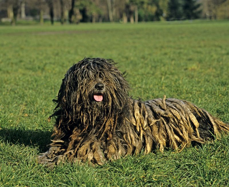 Bergamasco Shepherd