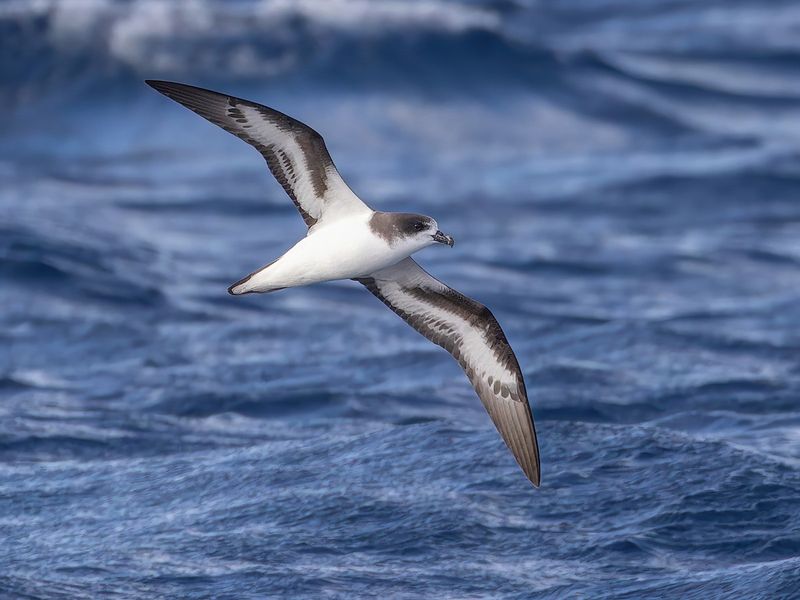 Bermuda Petrel