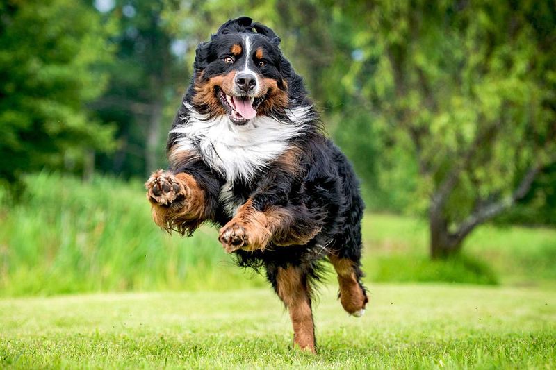 Bernese Mountain Dog