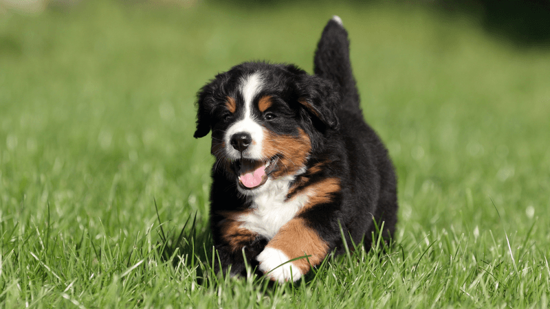 Bernese Mountain Dog