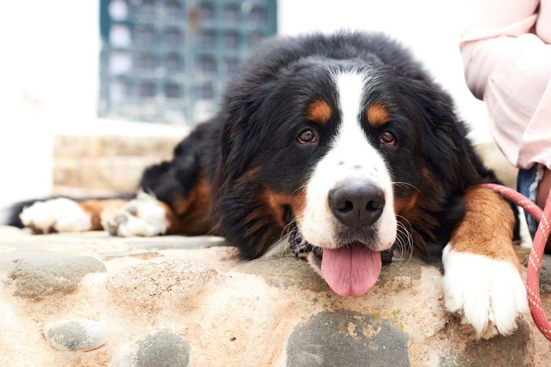 Bernese Mountain Dog