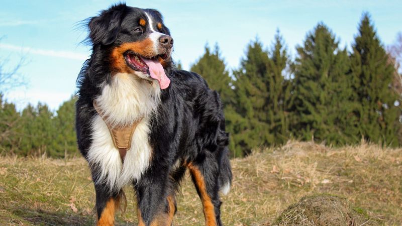 Bernese Mountain Dog