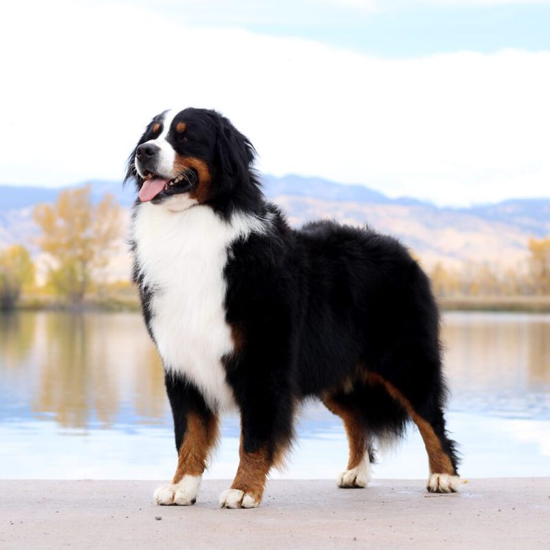 Bernese Mountain Dog