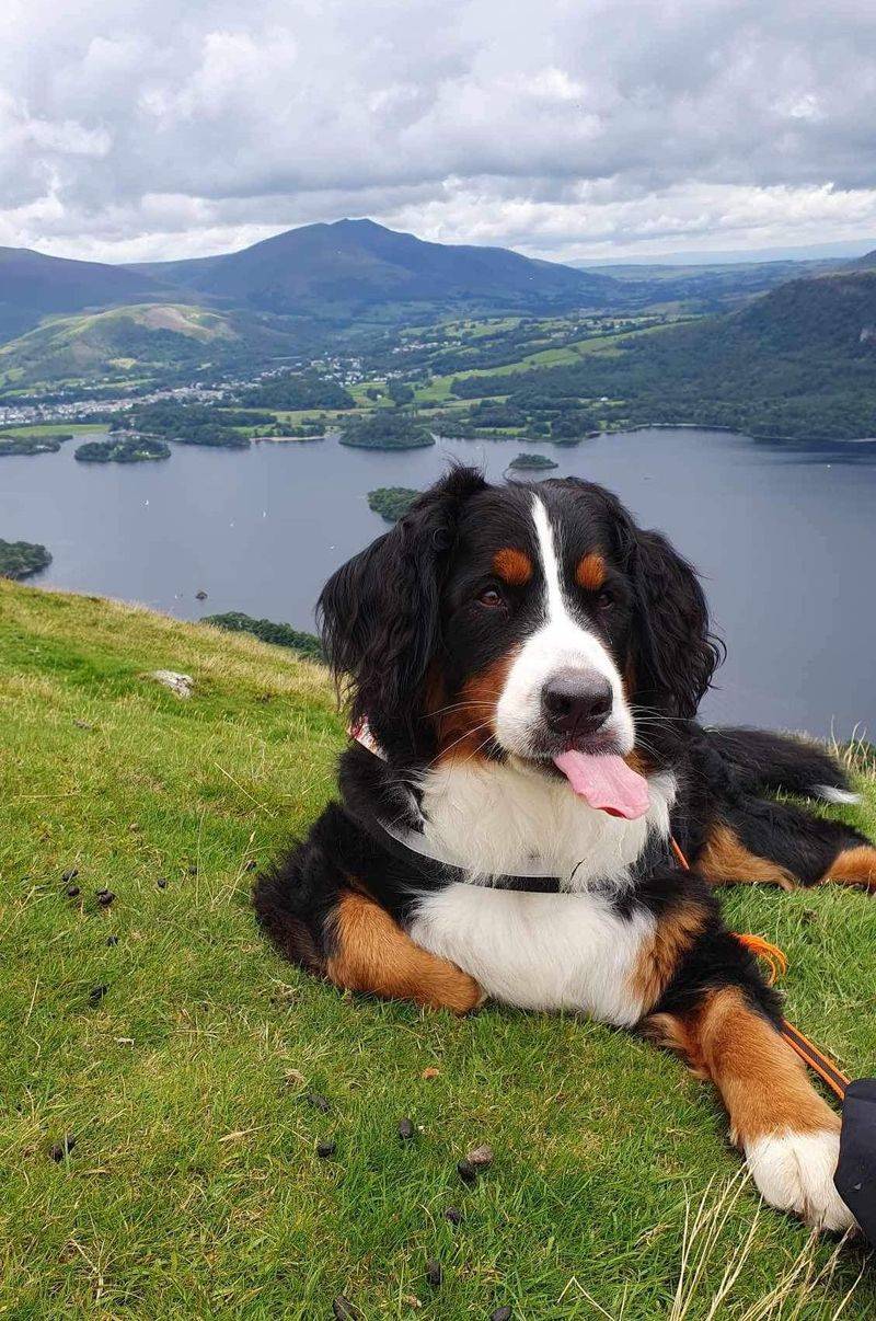 Bernese Mountain Dog