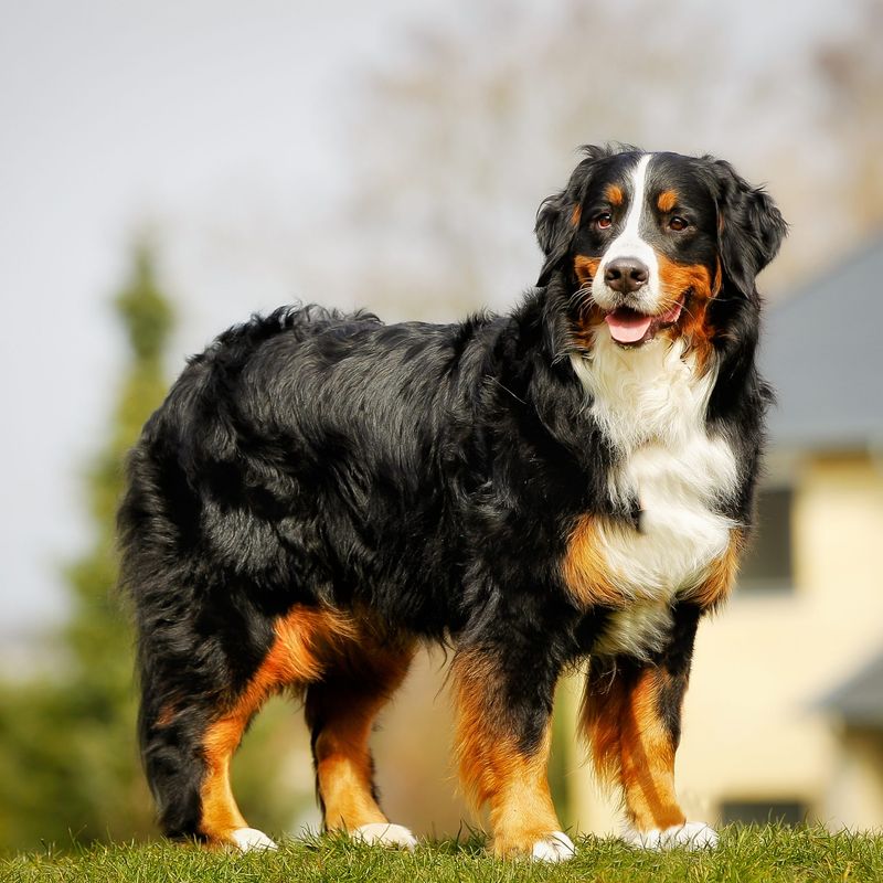 Bernese Mountain Dog