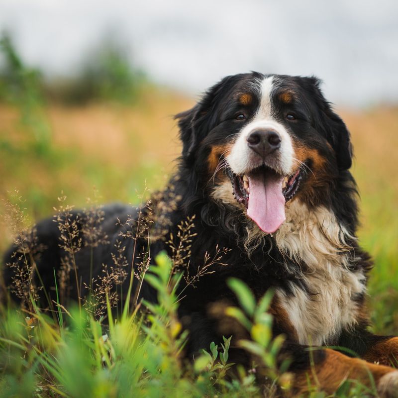 Bernese Mountain Dog