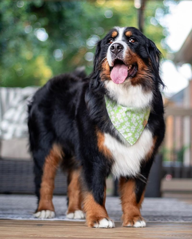 Bernese Mountain Dog