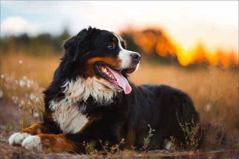 Bernese Mountain Dog