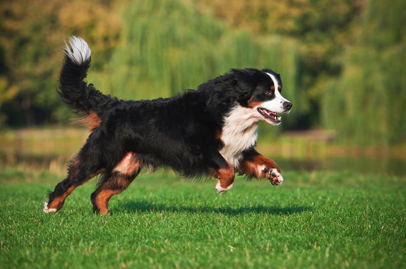 Bernese Mountain Dog