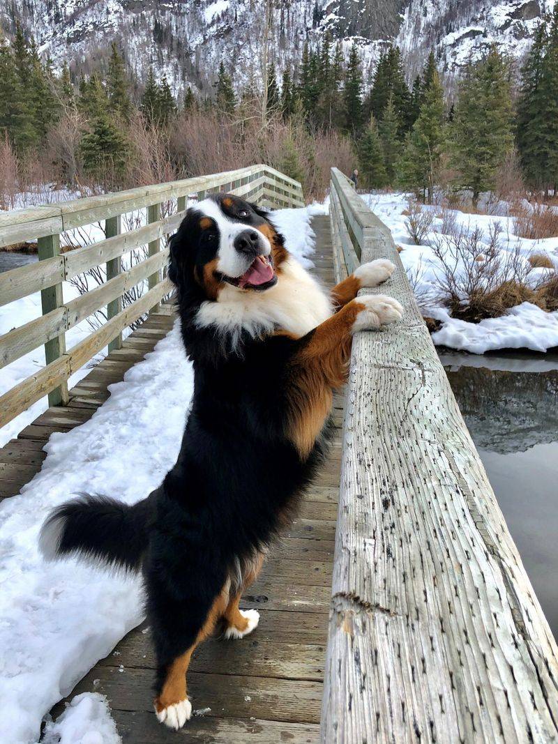 Bernese Mountain Dog