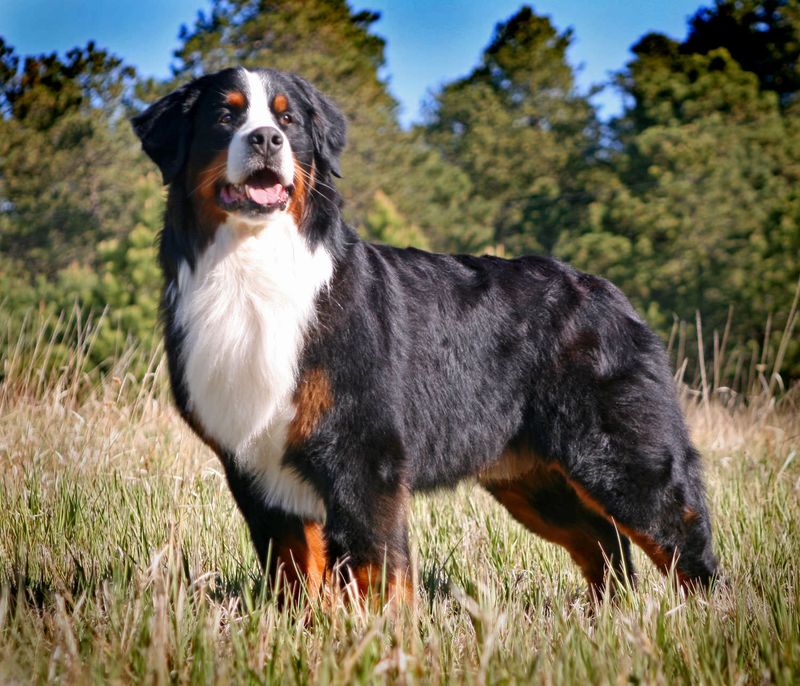 Bernese Mountain Dog