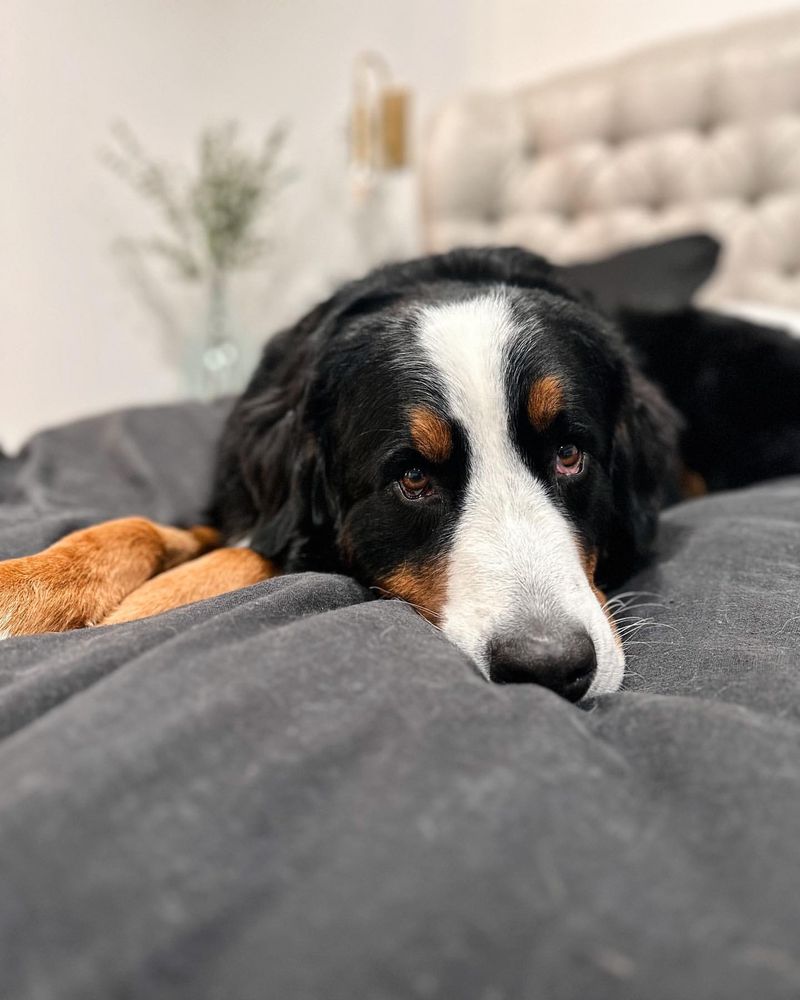 Bernese Mountain Dog