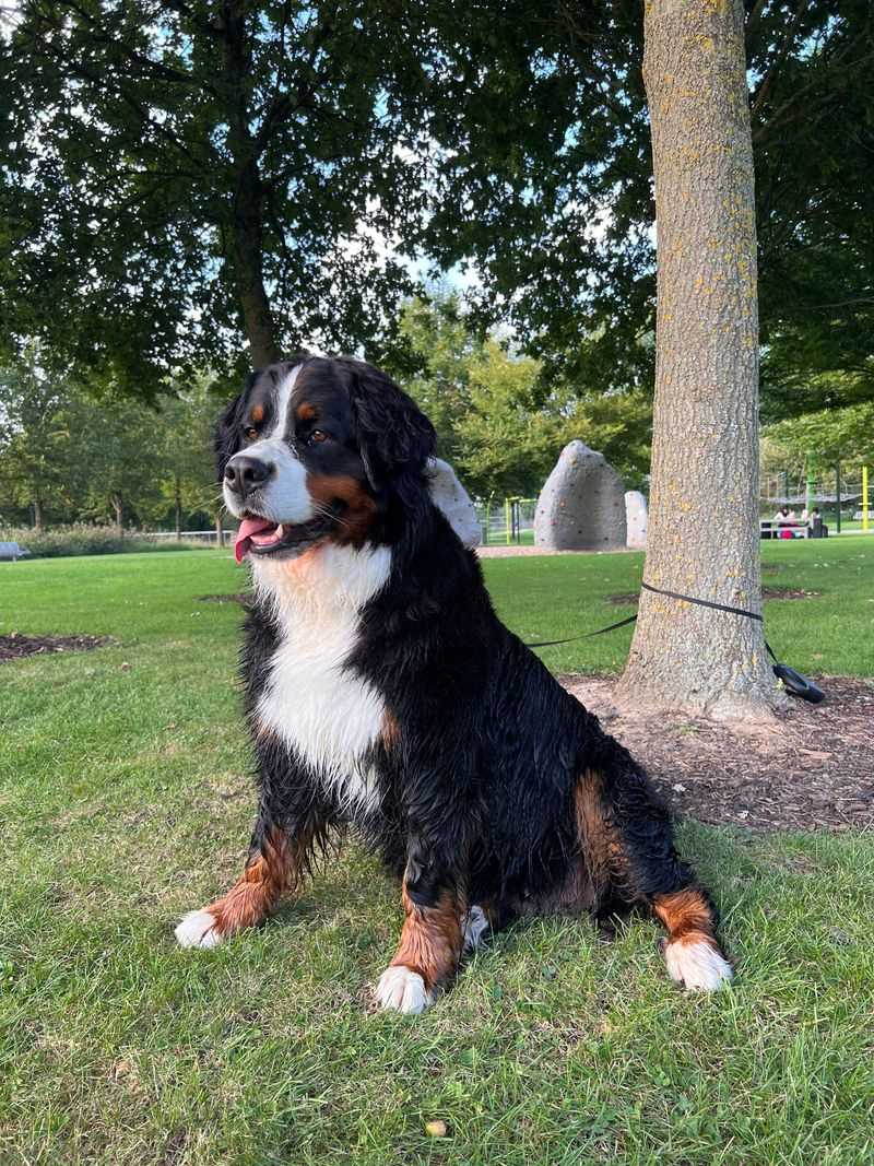 Bernese Mountain Dog