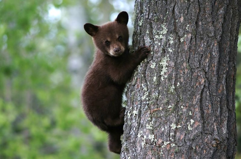 Bertie the Bear Cub