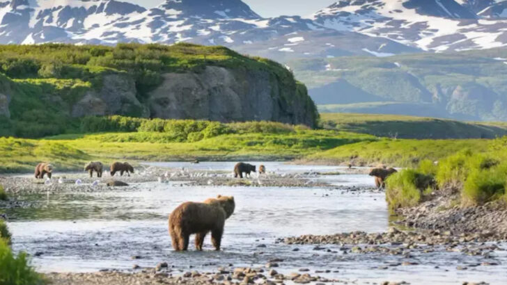 Best Places Across North America to Watch Bears in Their Natural Habitat