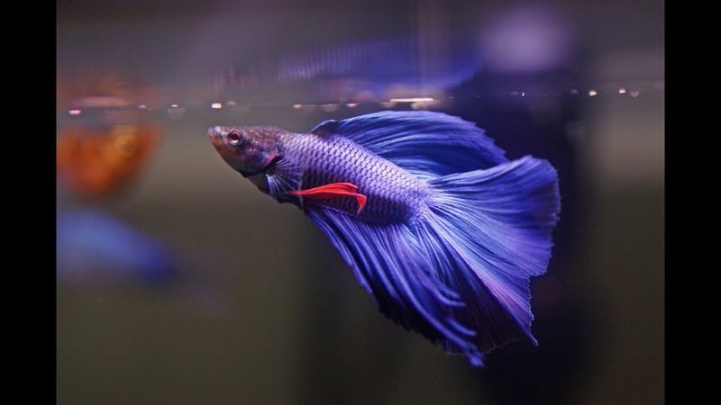 Betta Fish