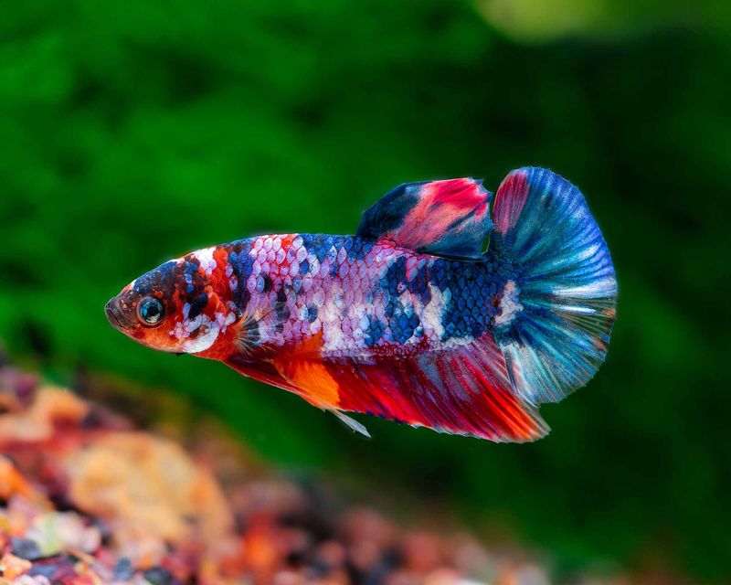 Betta Splendens