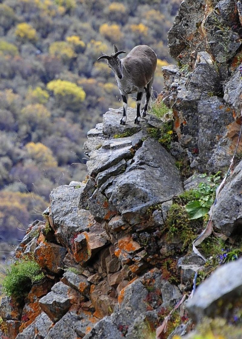 Bharal (Blue Sheep)