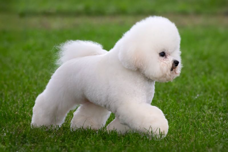 Bichon Frise